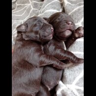 Labrador Retriever - Both