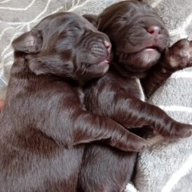 Labrador Retriever - Both