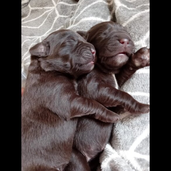 Labrador Retriever - Both