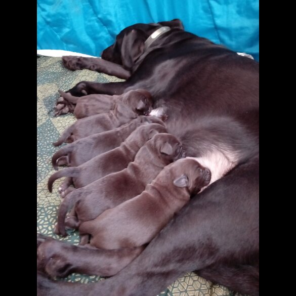 Labrador Retriever - Both