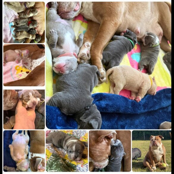 Dorset Olde Tyme Bulldogge - Both