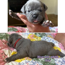 Dorset Olde Tyme Bulldogge - Both
