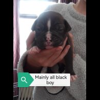English Bulldog - Both