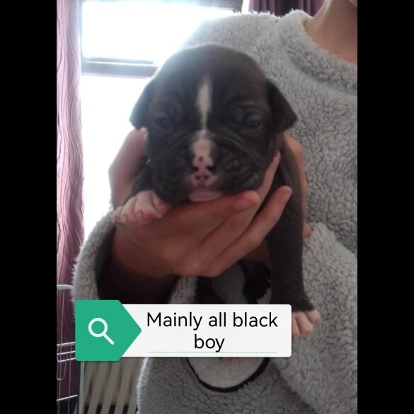 English Bulldog - Both