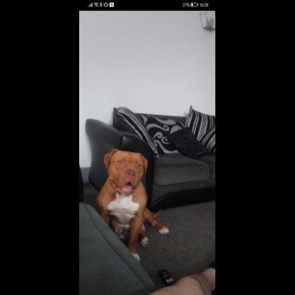 English Bulldog - Both