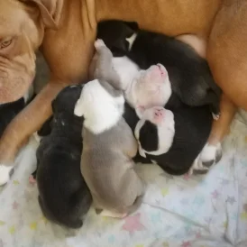 English Bulldog - Both