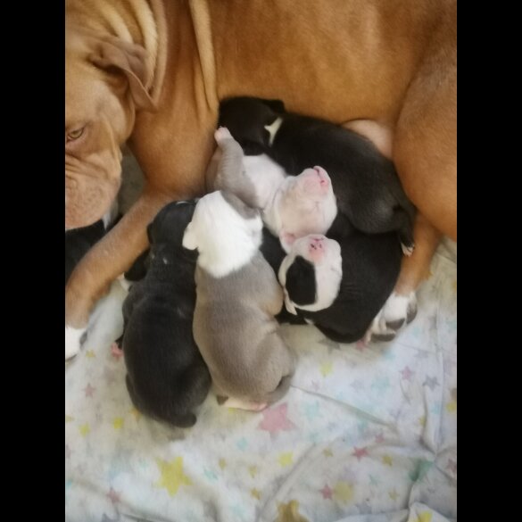 English Bulldog - Both