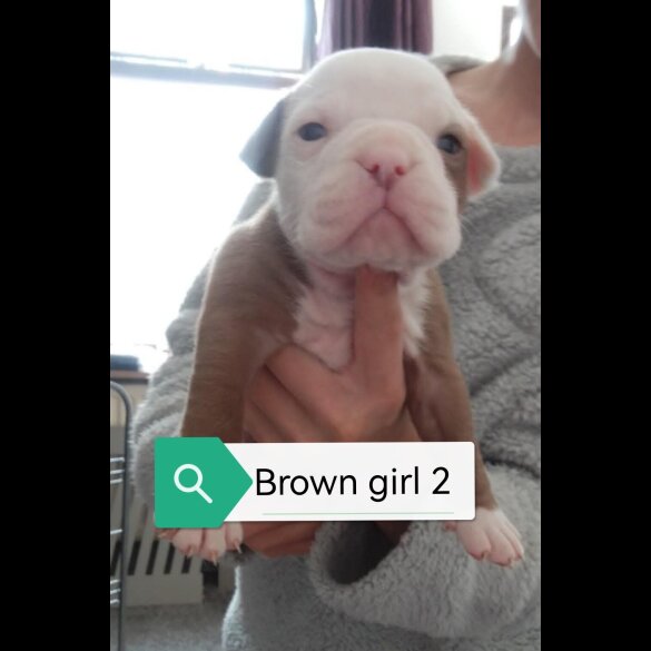 English Bulldog - Both