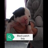 English Bulldog - Both