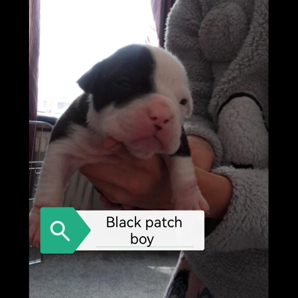 English Bulldog - Both
