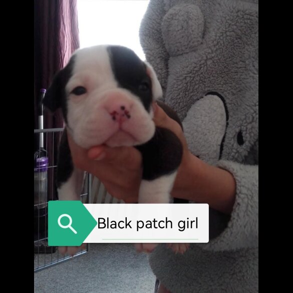 English Bulldog - Both