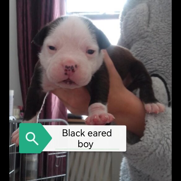 English Bulldog - Both