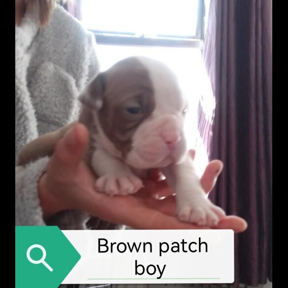 English Bulldog - Both