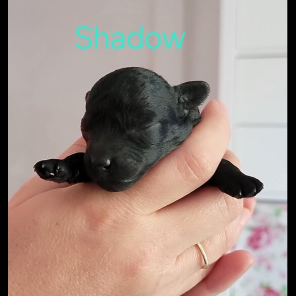 Toy Poodle - Both