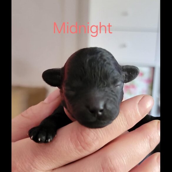 Toy Poodle - Both