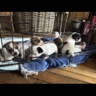 Jack Russell - Both