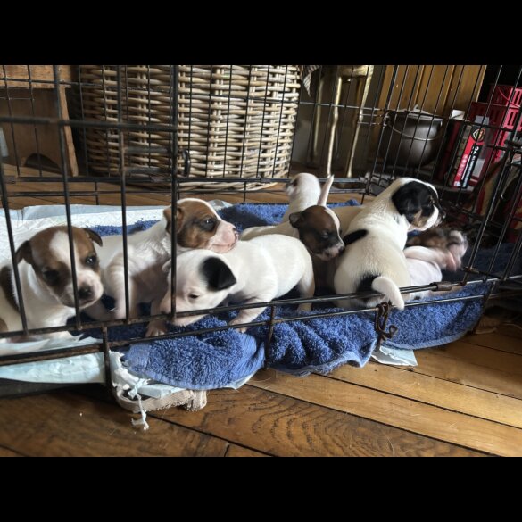 Jack Russell - Both