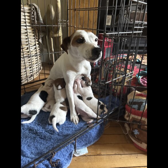 Jack Russell - Both