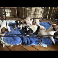 Jack Russell - Both