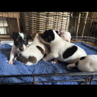 Jack Russell - Both
