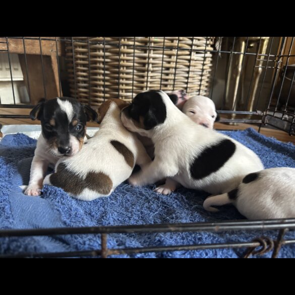 Jack Russell - Both