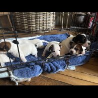 Jack Russell - Both