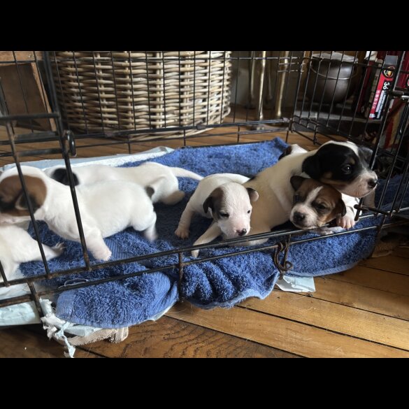 Jack Russell - Both