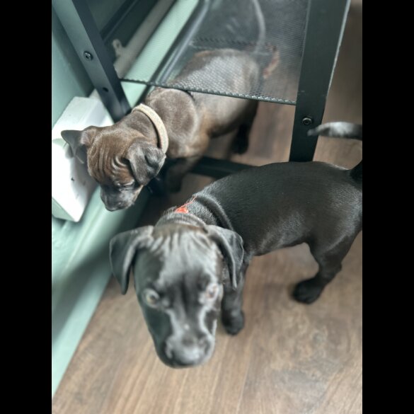 Patterdale Terrier - Both