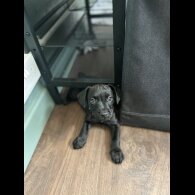 Patterdale Terrier - Both