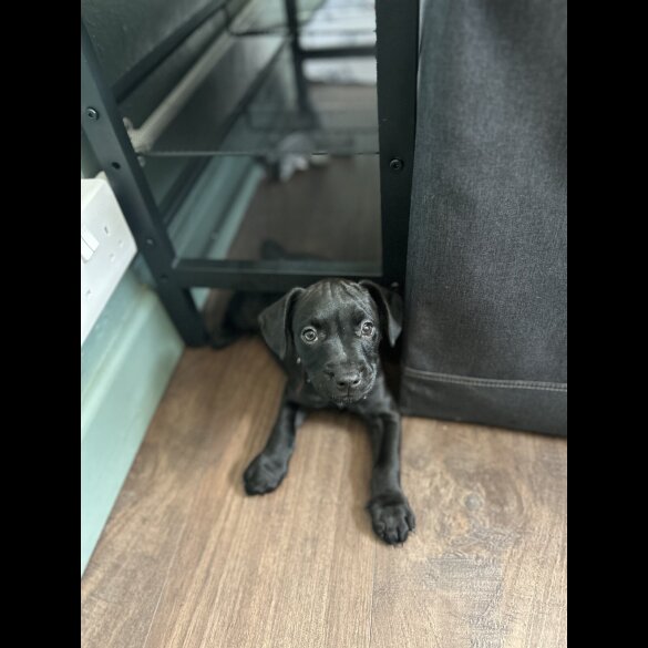 Patterdale Terrier - Both