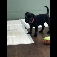 Patterdale Terrier - Both