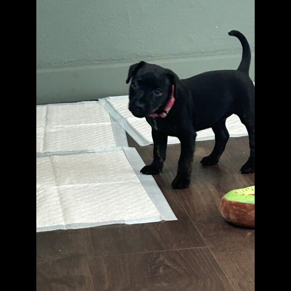 Patterdale Terrier - Both