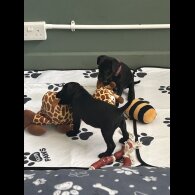 Patterdale Terrier - Both