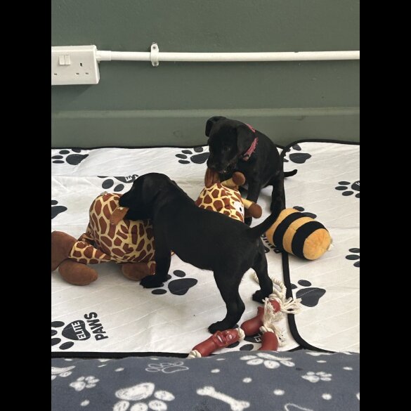 Patterdale Terrier - Both