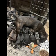 Patterdale Terrier - Both