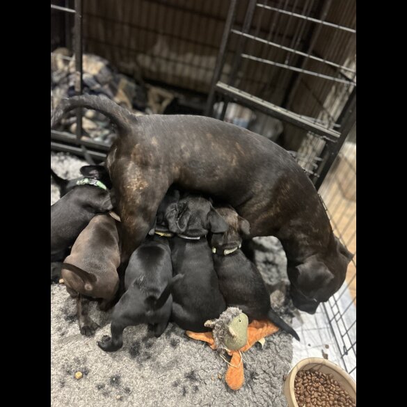Patterdale Terrier - Both