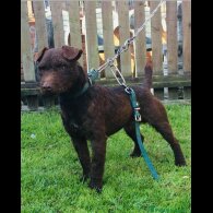 Patterdale Terrier - Both