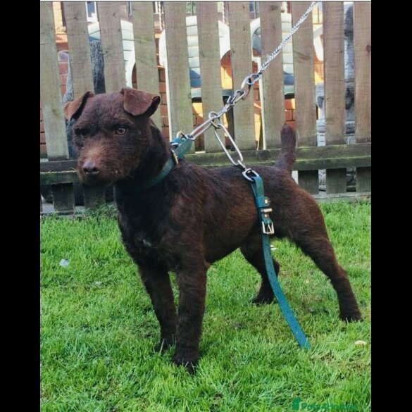 Patterdale Terrier - Both
