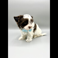 Biewer Terrier - Both