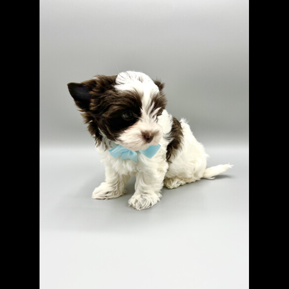 Biewer Terrier - Both