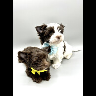 Biewer Terrier - Both