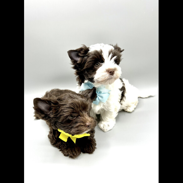 Biewer Terrier - Both
