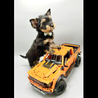 Biewer Terrier - Both