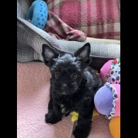 Biewer Terrier - Both