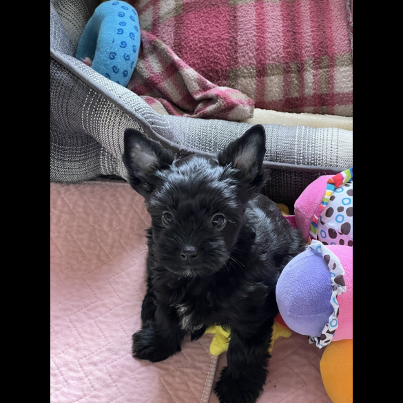 Biewer Terrier - Both