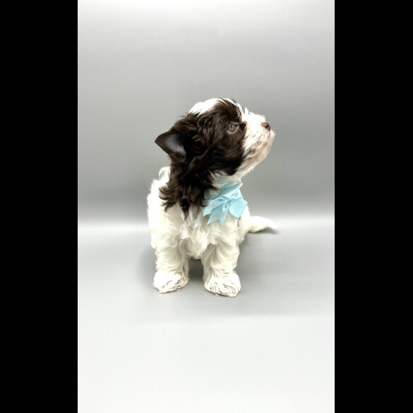 Biewer Terrier - Both