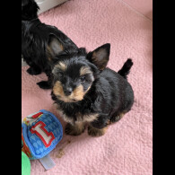 Biewer Terrier - Both