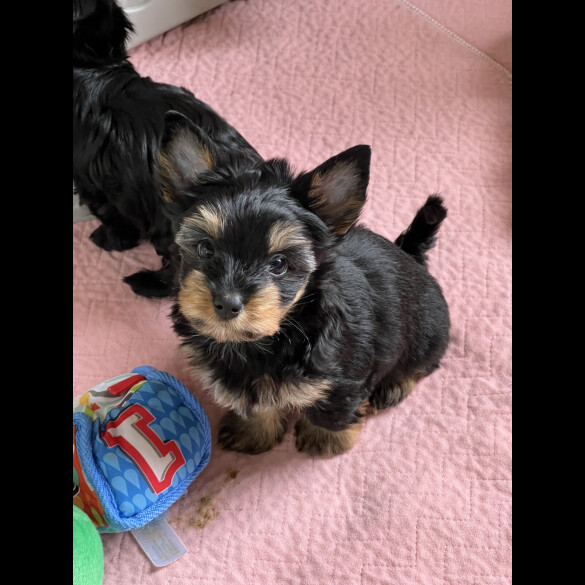 Biewer Terrier - Both