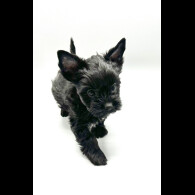 Biewer Terrier - Both