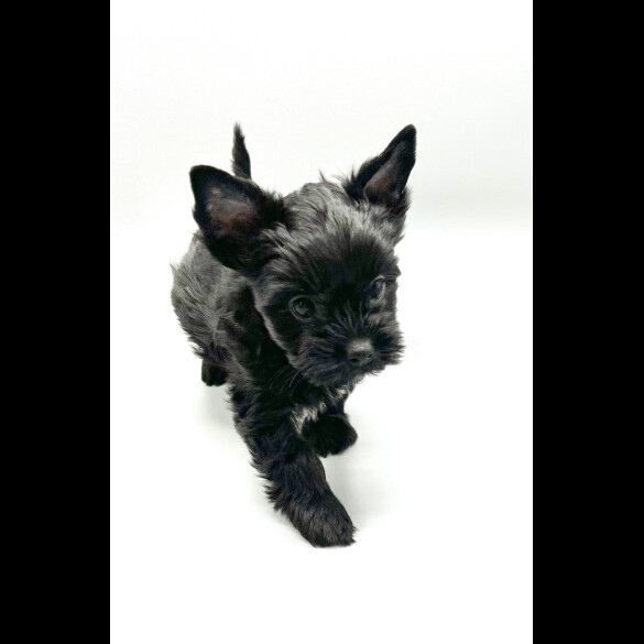 Biewer Terrier - Both